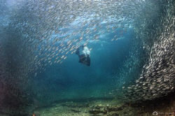 Sardins trying to find an escape from hungry tuna and jac... by Nadya Kulagina 